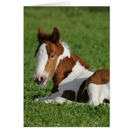 Foal Laying in Grass Cards (Front)