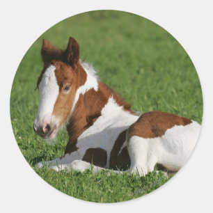 Foal Laying in Grass Classic Round Sticker