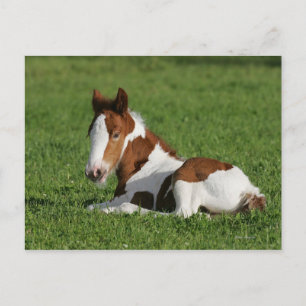 Foal Laying in Grass Postcard