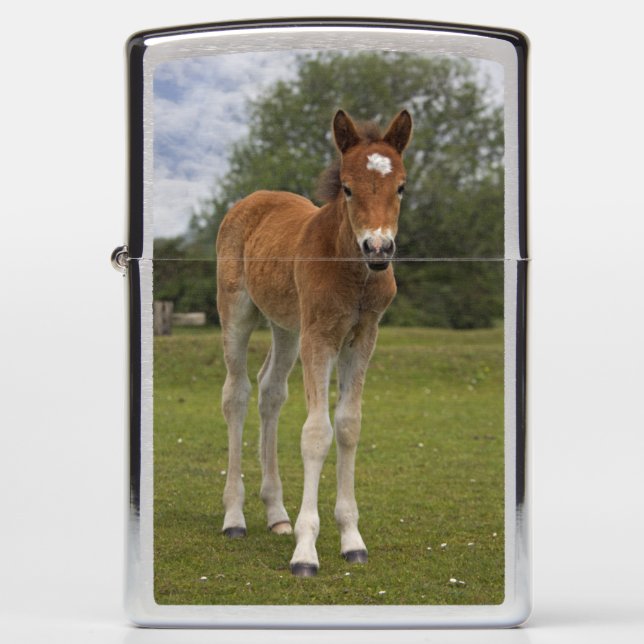 Foal Lighter (Front)