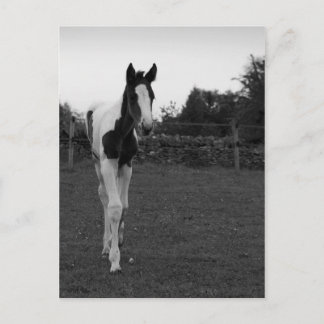 foal postcard
