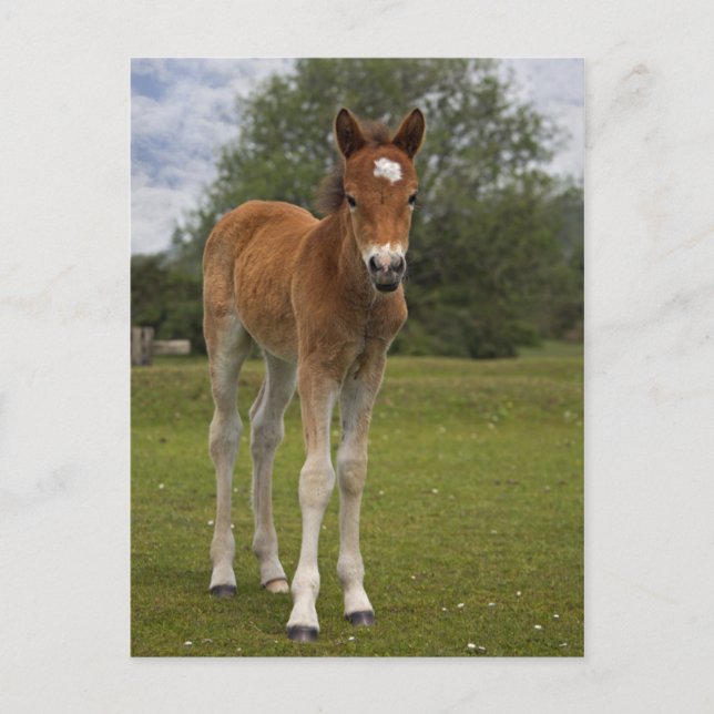 Foal Postcard (Front)