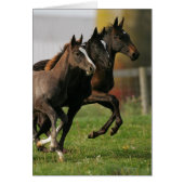 Foal Running (Front)
