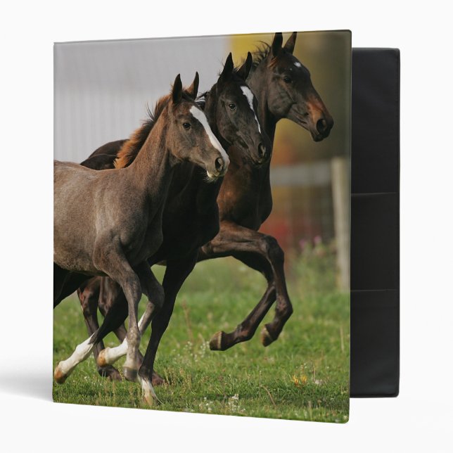 Foal Running 3 Ring Binder (Front/Inside)