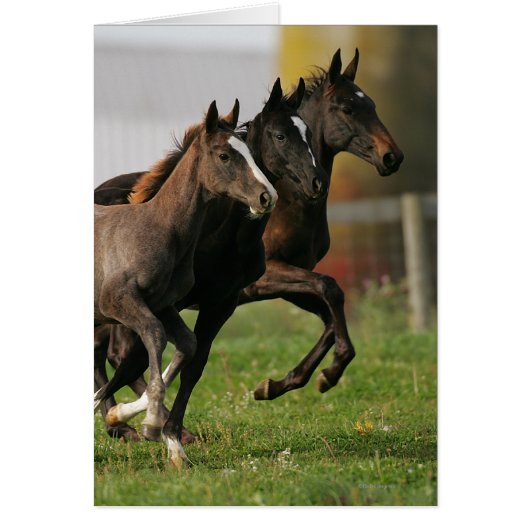 Foal Running Cards (Front)