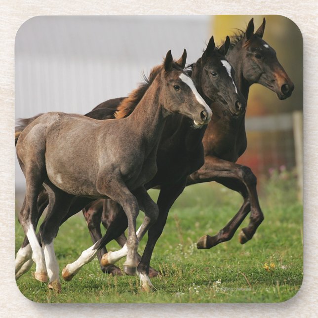 Foal Running Drink Coaster (Front)