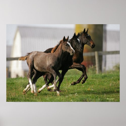 Foal Running Poster