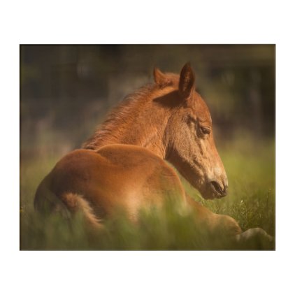 Foal sitting down acrylic wall art