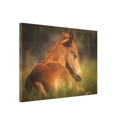 Foal sitting down canvas print