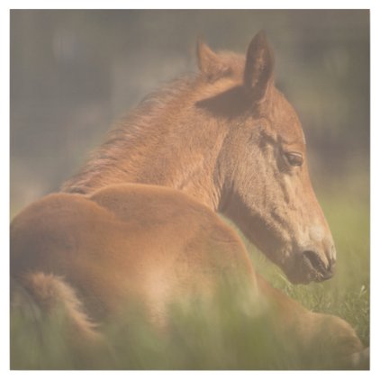 Foal sitting down gallery wrap