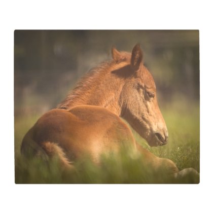 Foal sitting down metal print