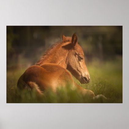 Foal sitting down poster