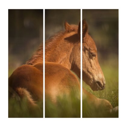 Foal sitting down triptych