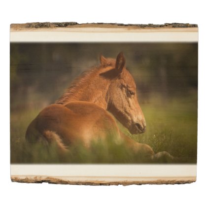 Foal sitting down wood panel