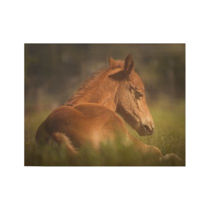 Foal sitting down wood poster