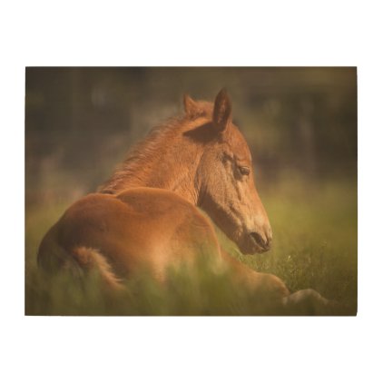 Foal sitting down wood wall art