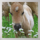 Foal Smelling Daisies Canvas Print