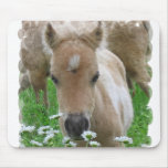 Foal Smelling Daisies Mouse Pad
