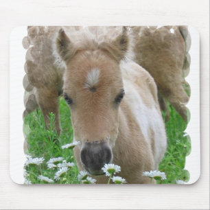 Foal Smelling Daisies Mouse Pad