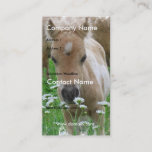 Foal Smelling Daisies on Business Card