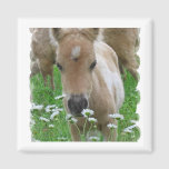 Foal Smelling Daisies Square Magnet