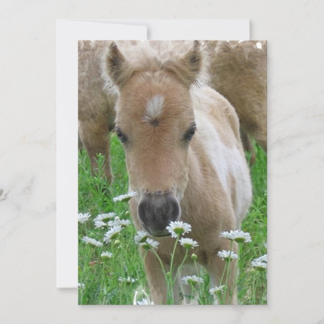Foal Smelling Flowers Invitation (Front)