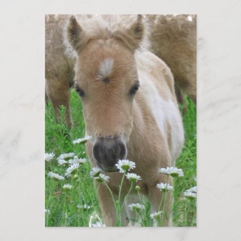 Foal Smelling Flowers Invitation by HorseStall at Zazzle