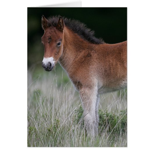 Foal Standing (Front)