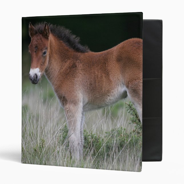Foal Standing 3 Ring Binder (Front/Inside)