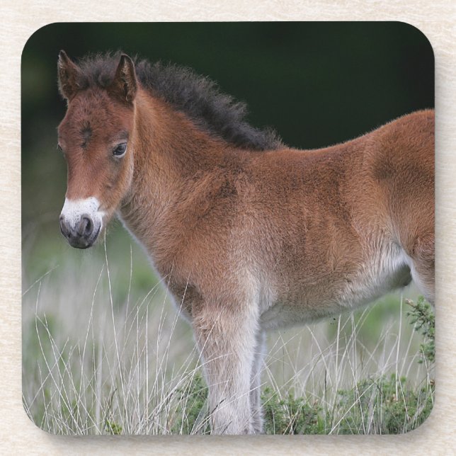 Foal Standing Beverage Coaster (Front)