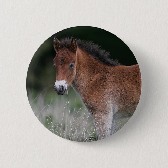 Foal Standing Button (Front)