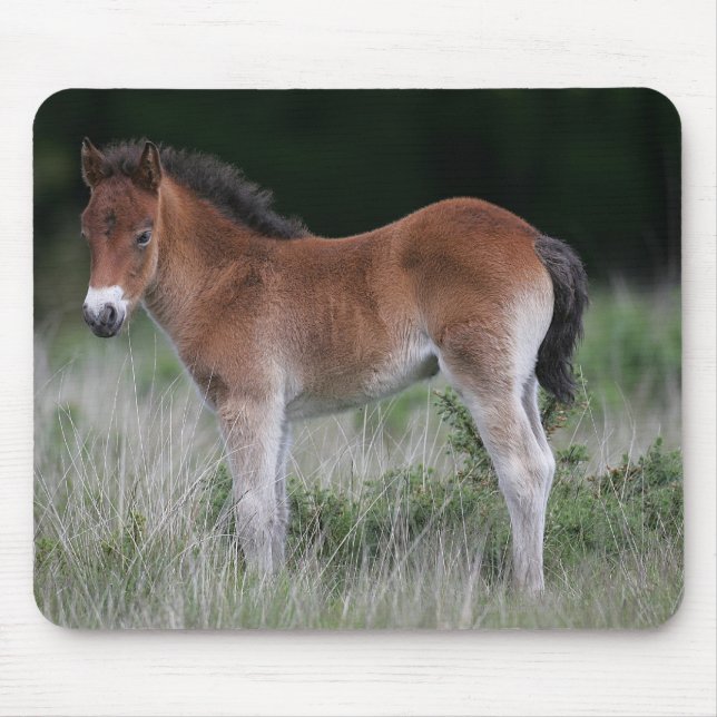 Foal Standing Mouse Pad (Front)