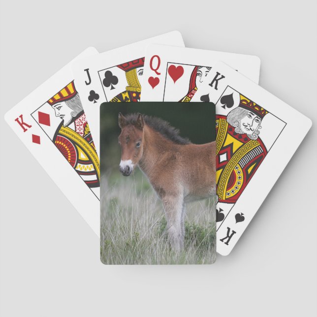 Foal Standing Poker Cards (Back)