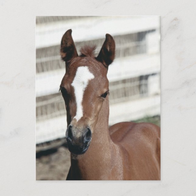 Foal with Stripe Postcard (Front)
