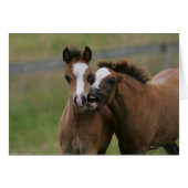 Foals Playing (Front Horizontal)