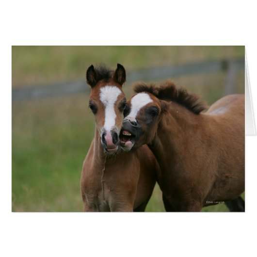 Foals Playing (Front Horizontal)