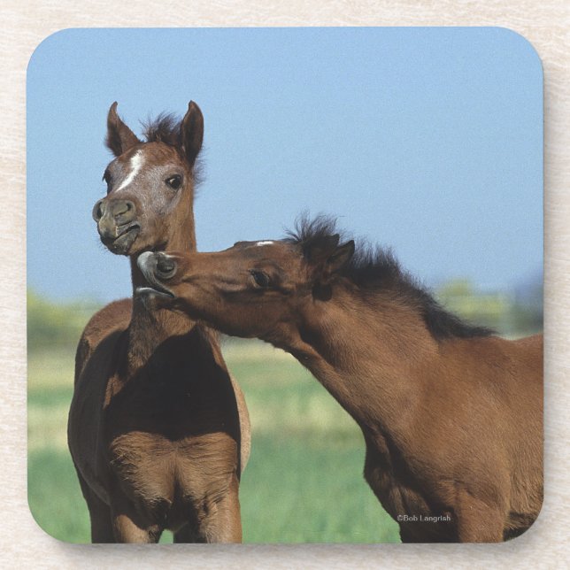 Foals Playing 2 Beverage Coaster (Front)