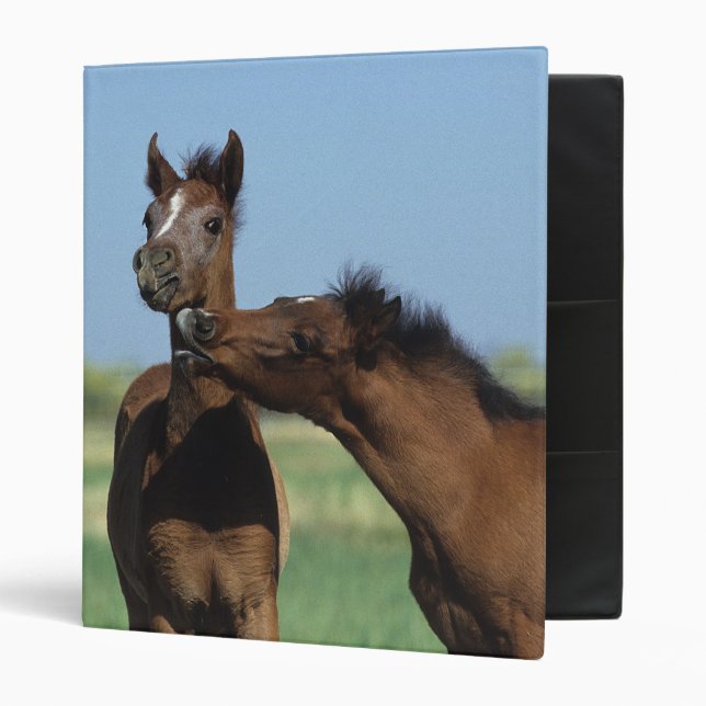 Foals Playing 2 Binder (Front/Inside)
