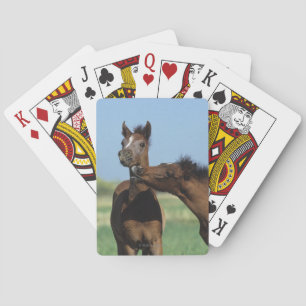 Foals Playing 2 Poker Cards