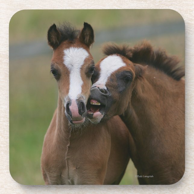 Foals Playing Drink Coaster (Front)