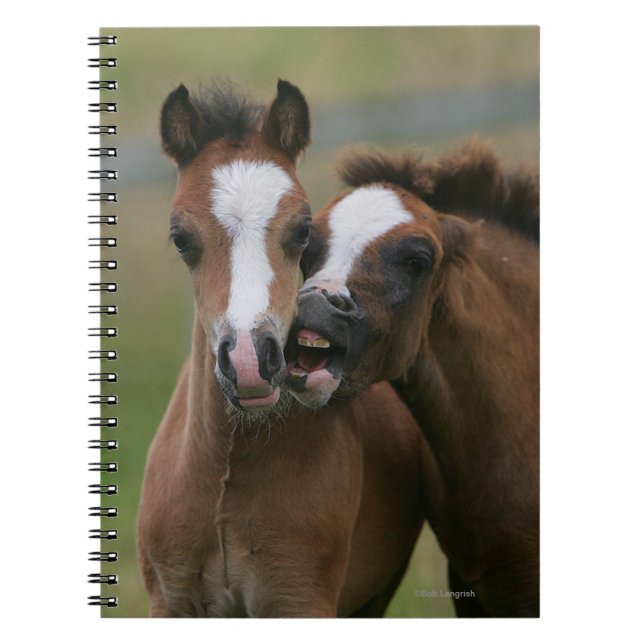 Foals Playing Notebook (Front)