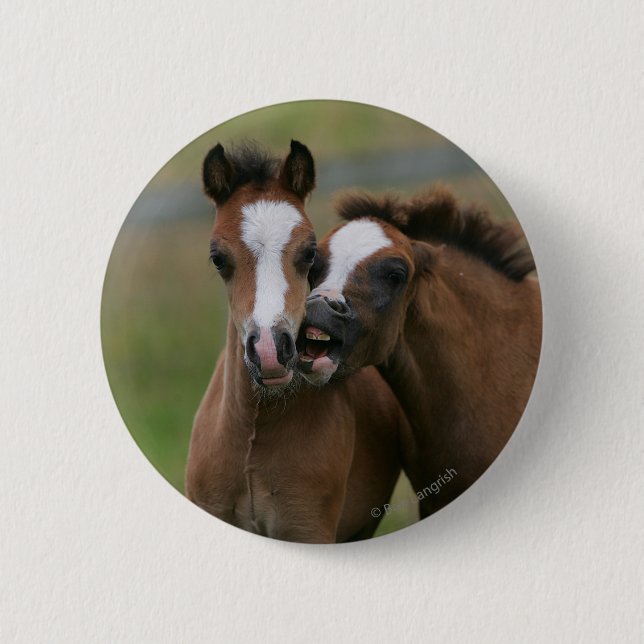 Foals Playing Pinback Button (Front)