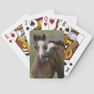Foals Playing Poker Cards