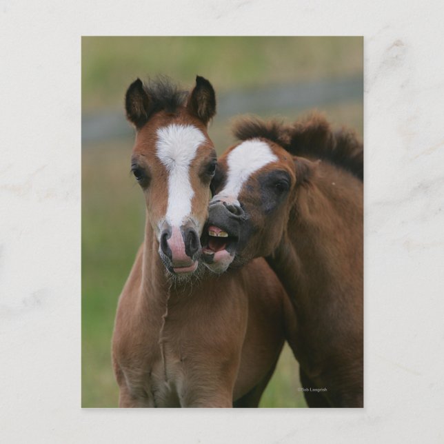 Foals Playing Postcard (Front)