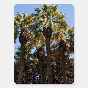 Foam Boards Palm Trees