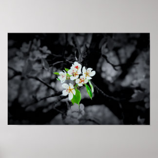 "Focus" Black and white blossom poster