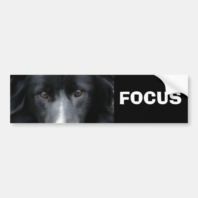 Focus Border Collie Motivational Bumper Sticker (Front)