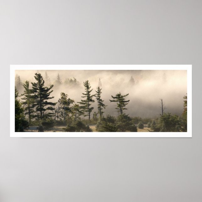 Fog and Conifers in the Morning Poster (Front)