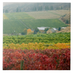 Fog creeps over Gehring Brothers Winery nestled Ceramic Tile