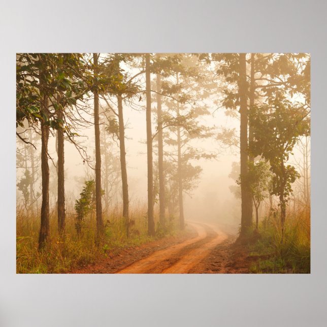 Fog in pine forestforest,beautiful,black,dark,dawn poster (Front)